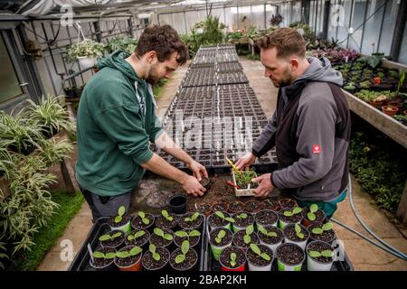 Berlino, Germania. 17 Marzo 2020. Jan Hildebrandt (r), giardiniere, e Max Wolf pricking fuori piante in una serra al August-Heyn-Gartenarbeitsschule. La più antica scuola di giardinaggio di Berlino esiste da 100 anni. Ogni anno avvicina la natura a circa 30,000 bambini. (A 'scuole di giardinaggio: Un pezzo di natura per i bambini della città') Credit: Carsten Koall/dpa/Alamy Live News Foto Stock