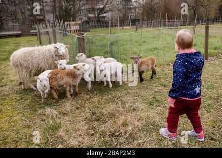 Berlino, Germania. 17 Marzo 2020. La ragazza Ida corre dopo le pecore sulla base del August-Heyn-Gartenarbeitsschule. La scuola di giardinaggio è la più antica scuola di giardinaggio di Berlino ed è esistita da 100 anni. Ogni anno avvicina la natura a circa 30,000 bambini. (A 'scuole di giardinaggio: Un pezzo di natura per i bambini della città') Credit: Carsten Koall/dpa/Alamy Live News Foto Stock