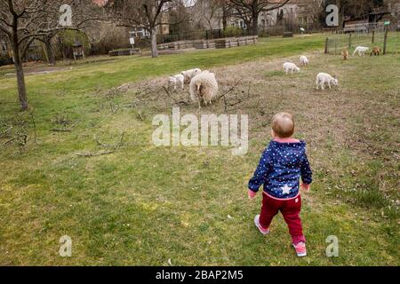 Berlino, Germania. 17 Marzo 2020. La ragazza Ida corre dopo le pecore sulla base del August-Heyn-Gartenarbeitsschule. L'August-Heyn-Gartenarbeitsschule è la più antica scuola di giardinaggio di Berlino ed è esistita da 100 anni. Porta la natura più vicina a circa 30,000 bambini ogni anno. A livello nazionale, i giardini scolastici stanno vivendo un piccolo rinascimento. Credit: Carsten Koall/dpa/Alamy Live News Foto Stock