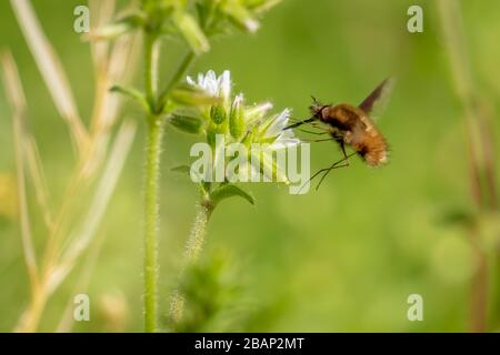 Una mosca più grande dell'ape che recupera il nettare dalla fioritura dell'erbaccia s in primavera iniziale. Crowder Park, Apex, Carolina del Nord. Foto Stock