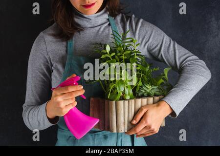 Donna giardinieri che spruzzano pianta. Cura per le piante domestiche. L'acqua cade sulle foglie lasciando gocce Foto Stock