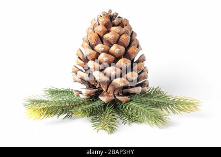 vista orizzontale di un pinecone su alcuni rami di pino isolati su sfondo bianco Foto Stock
