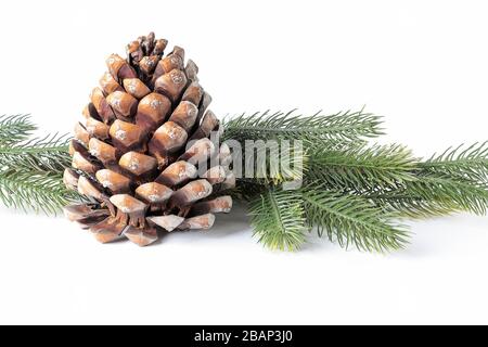 vista orizzontale di un pinecone su alcuni rami di pino isolati su sfondo bianco Foto Stock