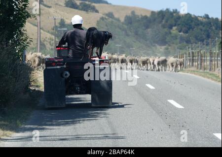 Una moto quad è usato per guidare pecore lungo una strada rurale Nuova Zelanda, il cane di pecora sta cavalcando sul retro Foto Stock