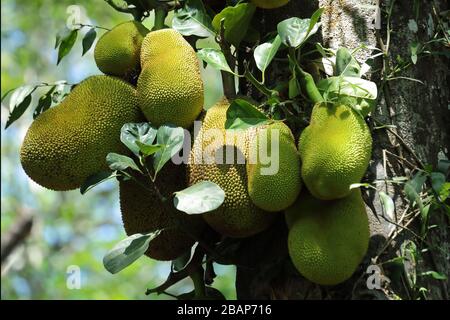 Jack frutta in albero Foto Stock