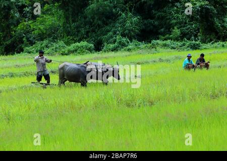 Agricoltura biologica pratiche.aratura e appiattimento di risaia campo con buoi In India rurale Foto Stock