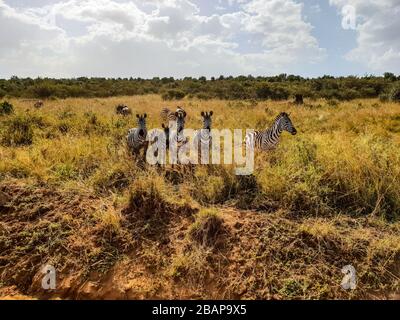 Cavalli a strisce bianche e nere. Foto Stock