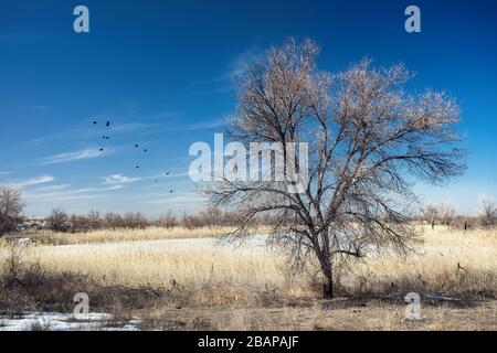 Albero solitario e uccelli nel campo nel sud del Kazakistan Foto Stock
