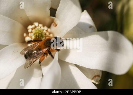 Un'ape che impollinano una splendida Star Magnolia, Magnolia stellata, fiore in primavera. Foto Stock