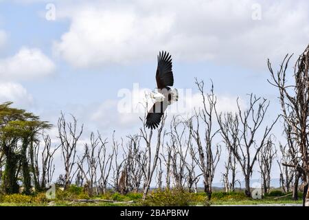 Un'aquila di pesce africana volante. Foto Stock