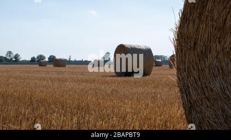 Pile di paglia - balle di fieno e laminati in pile a sinistra dopo la mietitura del grano orecchie, azienda agricola campo con colture raccolte rurale. Foto Stock
