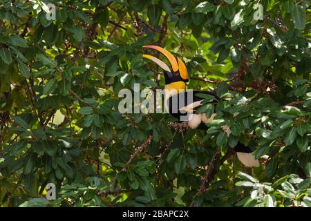 Grande Hornbill - Buceros bicornis, grande uccello raro bello da foreste dell'Asia orientale, isola di Pangkor, Malesia. Foto Stock