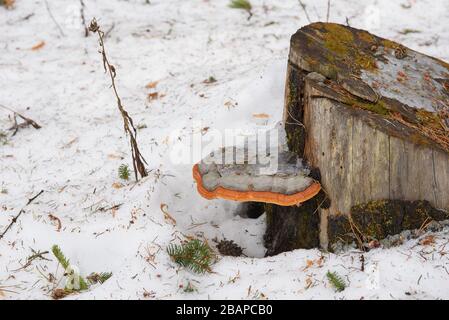 Primo piano. Chaga crescere su un moncone nella foresta all'inizio della primavera. Foto Stock