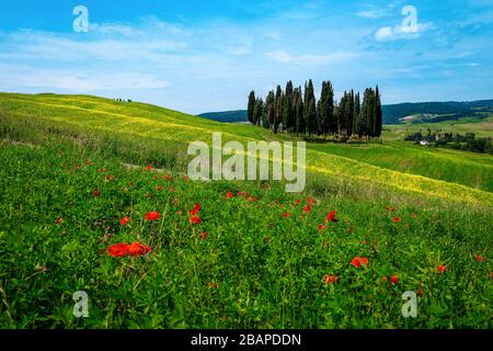 Maestosi campi verdi estivi con fiori di canola gialli. Cipressi e campo agricolo con papaveri rossi in Toscana, Italia, Europa Foto Stock