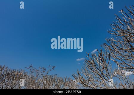 Rami di albero senza foglie e un cielo blu brillante, durante l'autunno o la caduta del periodo dell'anno, con spazio copia. Foto Stock