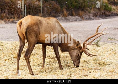 Mammiferi / elk bull in Halls Gap Zoo, Victoria Australia. Foto Stock