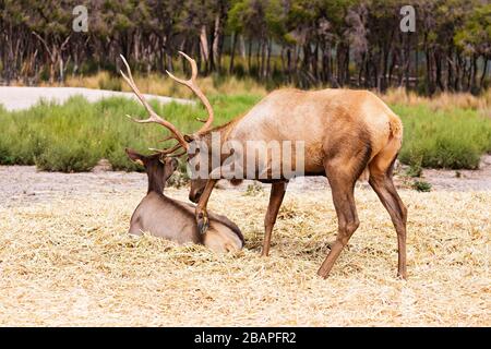 Mammiferi / elk bull e Elk mucca in Halls Gap Zoo, Victoria Australia. Foto Stock