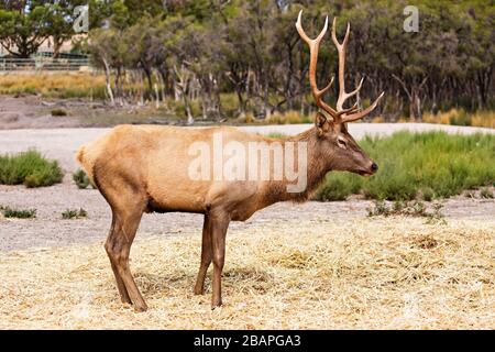 Mammiferi / elk bull in Halls Gap Zoo, Victoria Australia Foto Stock
