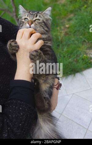 una donna caucasica gioca con il suo gattino Foto Stock