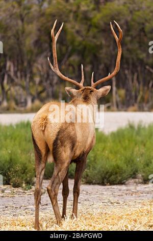 Mammiferi / elk bull in Halls Gap Zoo, Victoria Australia Foto Stock