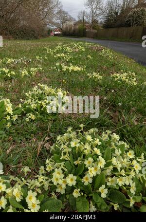 Lato della strada con primule, Primula vulgaris e altri fiori primaverili, accanto Ashley Wood a Tarrant Keyneston, Dorset. Foto Stock