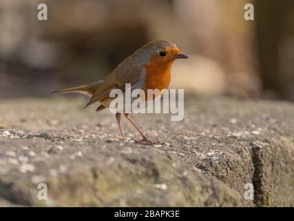 Robin, Erithacus rubecula, arroccato sul gradino, in inverno. Foto Stock