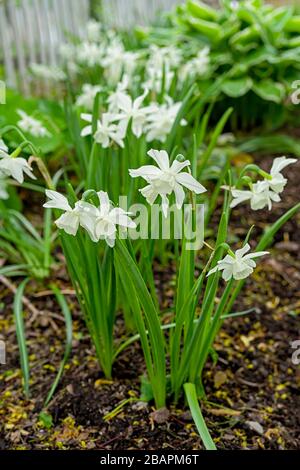 Clumps di narcisi di Thalia che fioriscono nel giardino domestico. Foto Stock