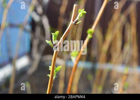 Ramificazioni di lampone marrone primaverile con foglie verdi fresche che crescono nel giardino primaverile. Foto Stock