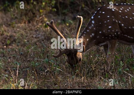 Maschio Cervo punteggiato ( Stag) pascolo nella foresta con luce del sole sulle formiche. Foto Stock