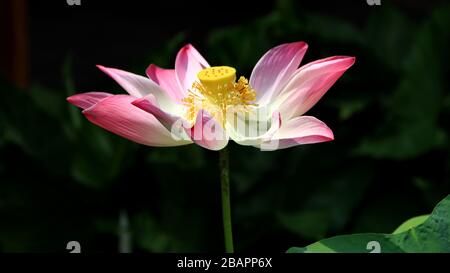 Fiori di loto naturali in un bel giardino, esotico seme rotondo stand di un loto isolato su sfondo sfocato Foto Stock