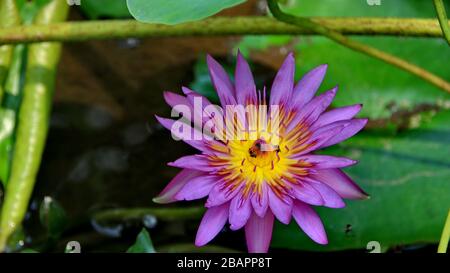 Fiori di loto naturali in un bel giardino, esotico seme rotondo stand di un loto isolato su sfondo sfocato Foto Stock