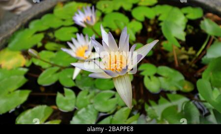 Fiori di loto naturali in un bel giardino, esotico seme rotondo stand di un loto isolato su sfondo sfocato Foto Stock