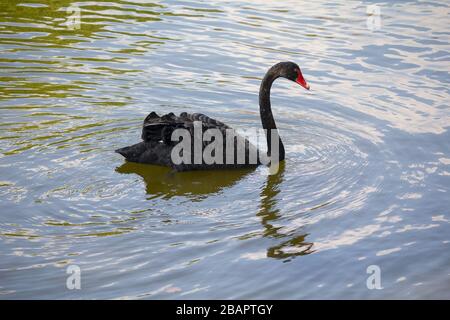 Il bellissimo cigno nero nuota sul lago. Natura Foto Stock