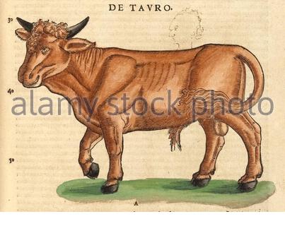 Bull, illustrazione vintage pubblicata nel 1551. Conrad Gessner. Foto Stock