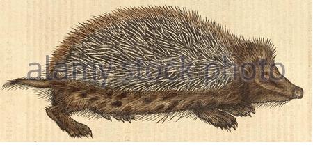 Hedgehog (Erinaceus europaeus), illustrazione d'epoca pubblicata nel 1551. Conrad Gessner. Foto Stock