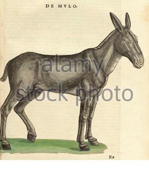 Mule, illustrazione vintage pubblicata nel 1551. Conrad Gessner. Foto Stock