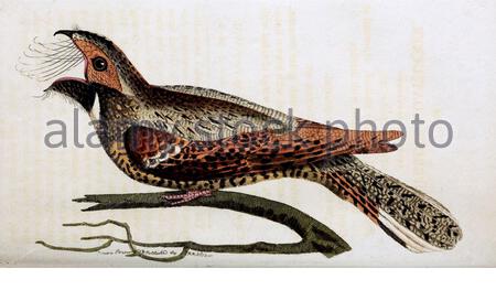 Common Nightjar (Caprimulgus europaeus), illustrazione d'annata pubblicata nella Miscellanea del Naturalista dal 1789 Foto Stock