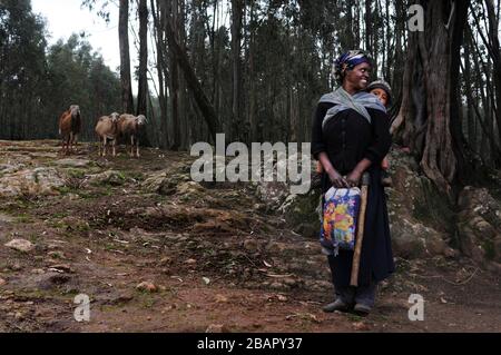 Monte Entoto Eucalipto Foresta sopra Addis Abeba, Etiopia. Le foreste sacre dell'Etiopia del nord. La tradizione delle donne che raccolgono e trasportano en Foto Stock