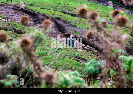 Abitanti locali nel Parco Nazionale delle Montagne Simien, regione Amhara, Etiopia Foto Stock