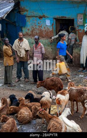 Luogo di mercato. Sbarcare. Simien Mountains. Nord dell'Etiopia. Una ragazza caricata con legna da ardere a sbarcare sul mercato. Sbarcare ha un paio di negozi e bancarelle dove Foto Stock