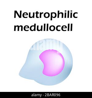 Struttura dei neutrofili. Neutrofili delle cellule ematiche. Medullocell. Leucociti. Infografica. Illustrazione vettoriale su sfondo isolato Illustrazione Vettoriale