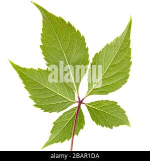 Foglia verde di uve girlish (lat. Parthenocissus chinquefolia), isolato su sfondo bianco Foto Stock