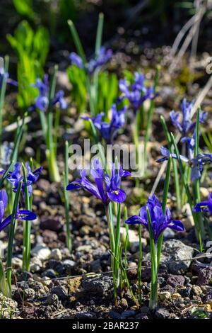 Golden netted iris (Iris reticulata) fuoco selettivo Foto Stock