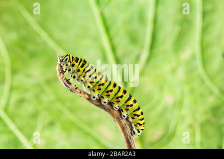 Coda di rondine gialla comune (Papilio machaon) chiudiano caterpillar Foto Stock