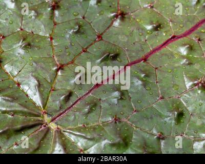 Prickly waterlily (Euryale ferox) foglia dettaglio closeup texture Foto Stock