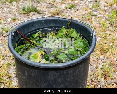 Ortica Brew un fertilizzante naturale a base di ortiche fermentato (Urtica dioica) Foto Stock