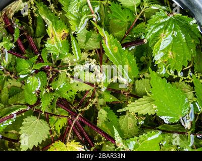 Ortica Brew un fertilizzante naturale a base di ortiche fermentato (Urtica dioica) Foto Stock