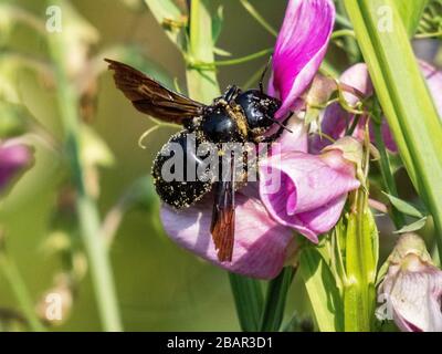 Ape carpentiere viola (Xylocopa violacea) closeup Foto Stock