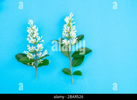 Primo piano di foglie private e fiori bianchi isolati su sfondo blu per taglio, New Forest, Hampshire, Inghilterra Foto Stock
