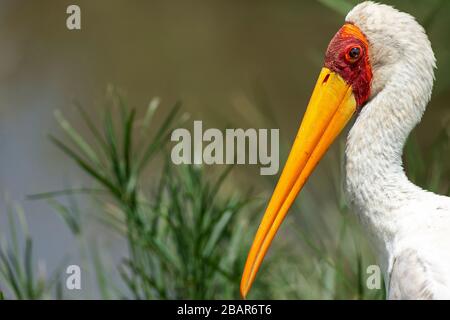 Primo piano di un'alimentazione di cicogne con fattura gialla nel Parco Nazionale Kruger, Sud Africa Foto Stock